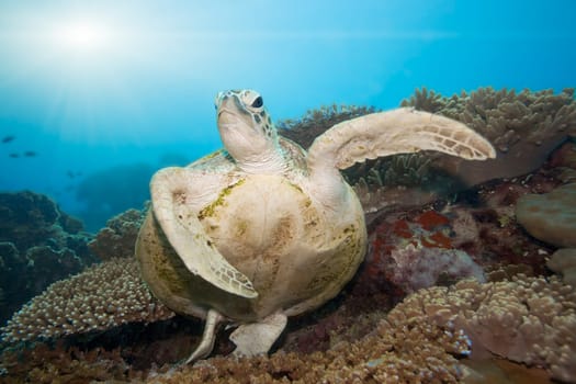 Green turtle underwater on a coral. Sipadan. Celebes sea