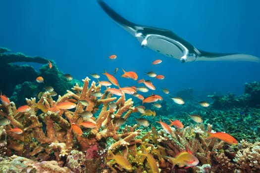 Underwater landscape with tropical fishes and manta ray. Borneo