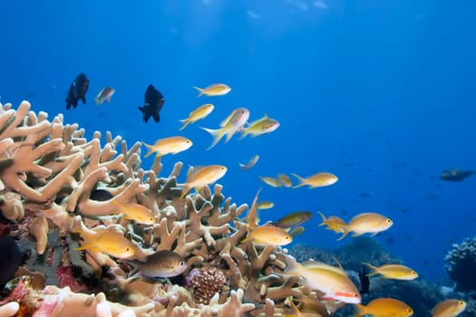 Underwater landscape with small fishes and coral. Borneo