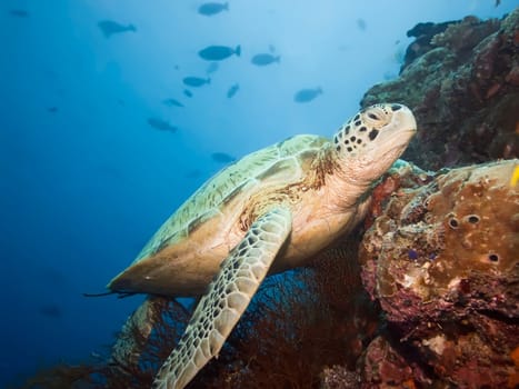 Green turtle underwater on a coral. Sipadan. Celebes sea