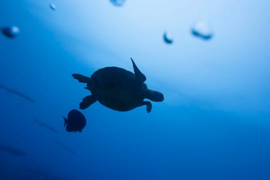 Turtle underwater in deep and sunlight