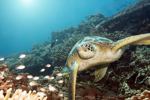 Green turtle swimming underwater. Sipadan. Celebes sea