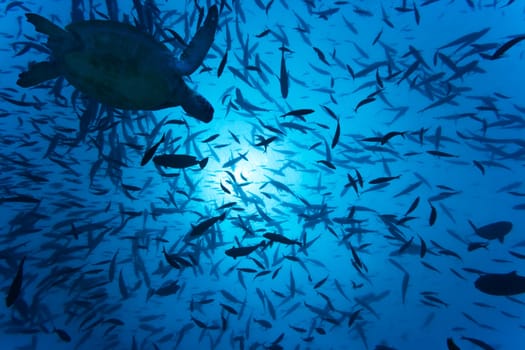 School of fishes underwater and turtle. Sipadan island