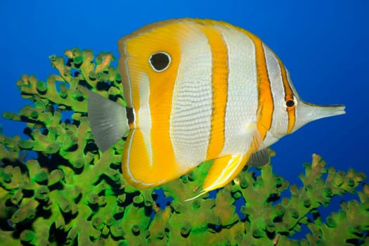 Tropical fish Butterflyfish and green coral. Sipadan. Celebes sea
