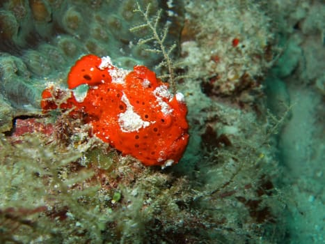 The red ugly frogfish close-up. Similan islands