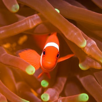 Anemone and Clownfish close-up. Sipadan. Celebes sea