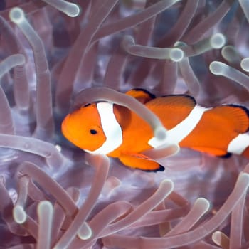 Anemone and Clownfish close-up. Sipadan. Celebes sea