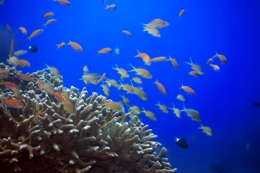 Underwater landscape with Scalefin Anthias and soft coral. Sipadan