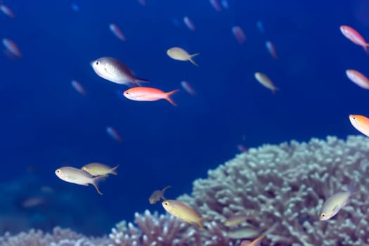 Underwater landscape with small fishes and coral. Sipadan