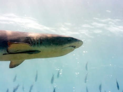 Shark underwater with surface on background. Sipadan