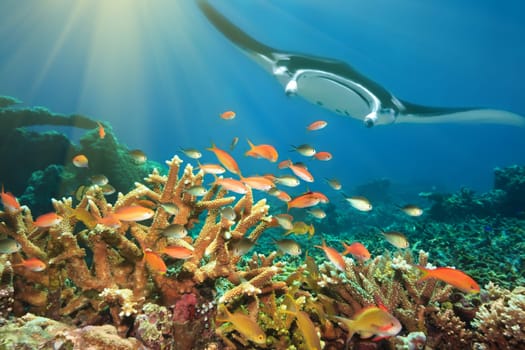 Underwater landscape with tropical fishes and manta ray. Borneo