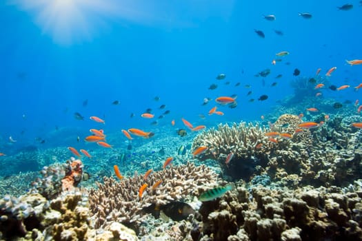 Coral reef underwater with many small fishes