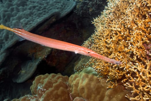 Tropical fish Trumpetfish underwater. Indo-pacific ocean.