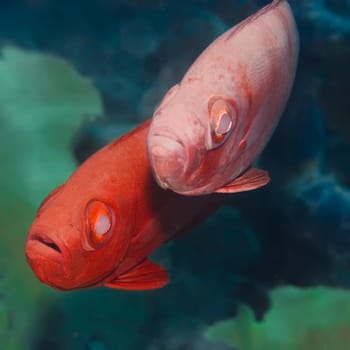 Couple of tropical fishes Short Bigeye (Pristigenys alta). Sipadan. Celebes sea