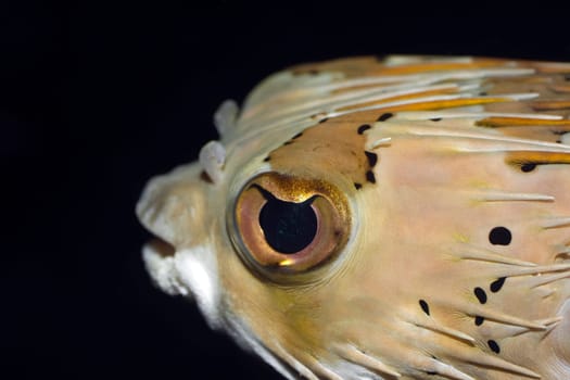 Tropical fish Porcupinefish (Diodon holacanthus) underwater. Borneo island