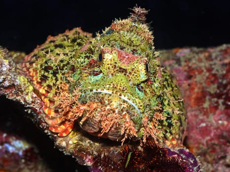 Dangerous fish Scorpionfish close-up (Scorpaenopsis oxycephala)