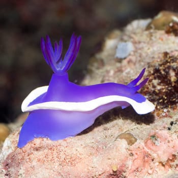 Nudibranch on a coral close-up. Sipadan. Celebes sea