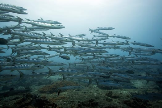 School of barracudas underwater. Sipadan. Celebes sea