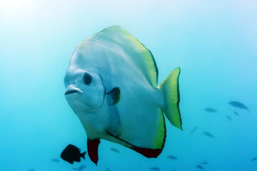Tropical fish Batfish underwater. Borneo island