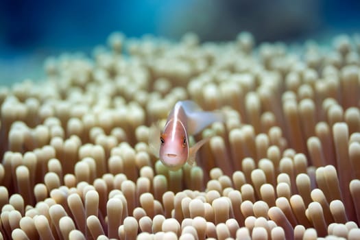 Anemone and Pink clown-fish close-up.
