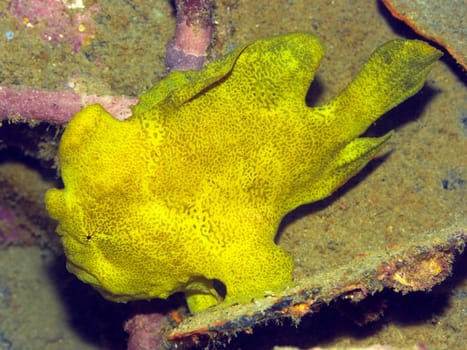 Tropical fish frogfish underwater. Borneo island