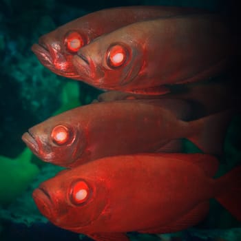 School of tropical fishes Short Bigeye (Pristigenys alta). Sipadan. Celebes sea