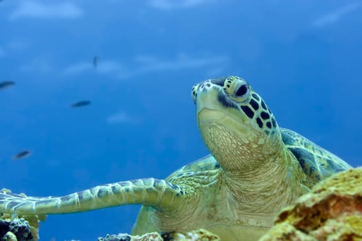 Imbricated Turtle (Eretmochelus imbricata) close-up. Sipadan. Celebes sea