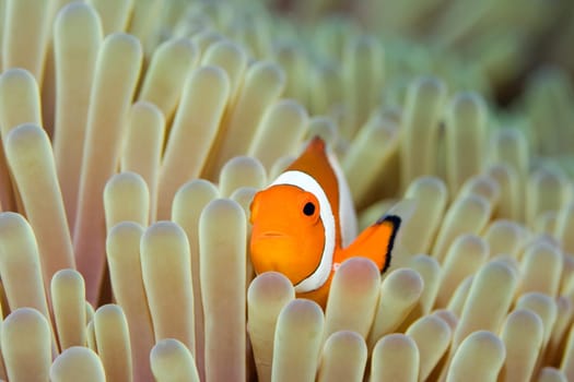 Anemone and Nemoish close-up. Sipadan. Celebes sea