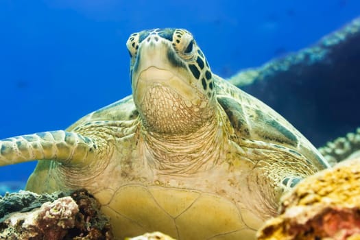 Green turtle underwater on a coral. Sipadan. Celebes sea