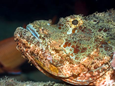 Scorpionfish on the bottom underwater. Borneo island