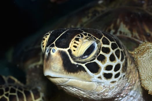 Turtle close-up underwater. Sipadan island. Celebes sea