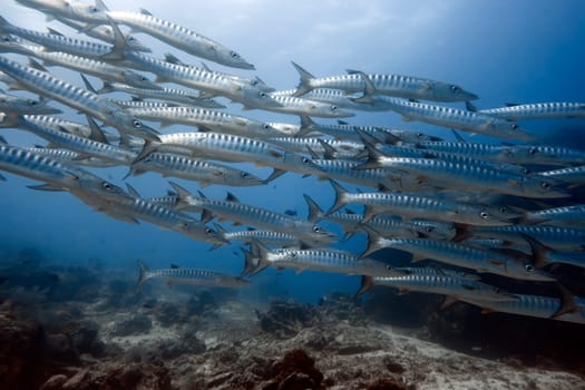 School of barracudas underwater. Sipadan. Celebes sea