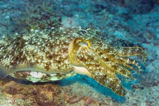 Cuttlefish underwater. Celebes sea. Sipadan