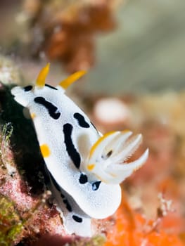 Nudibranch on a coral underwater. Sipadan. Celebes sea
