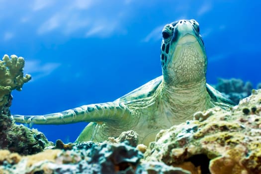 Imbricated Turtle (Eretmochelus imbricata) close-up. Sipadan. Celebes sea