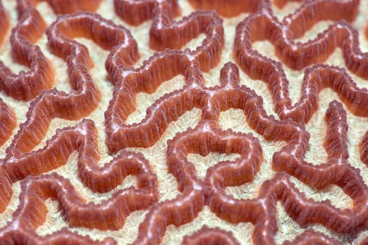 Texture of the sea purple coral