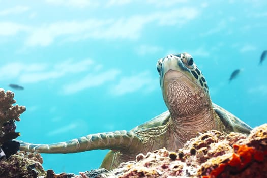 Green Turtle underwater close-up. Sipadan. Celebes sea