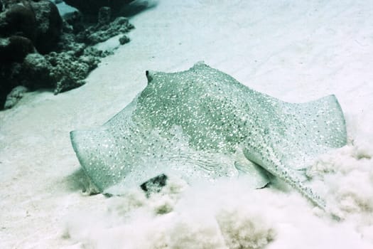 Stingray on a sandy bottom underwater. Maldives