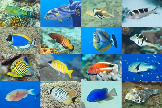 Set of 16 tropical fishes close-up. Underwater concept