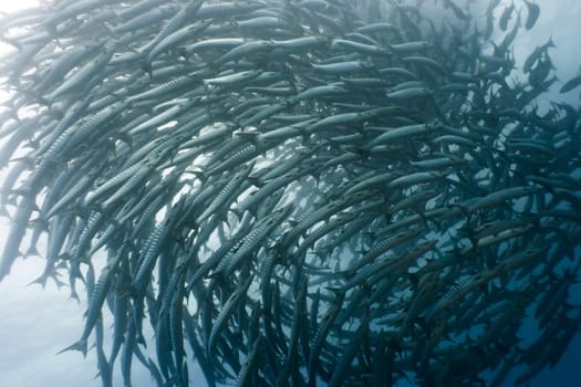 School of barracudas underwater. Sipadan. Celebes sea