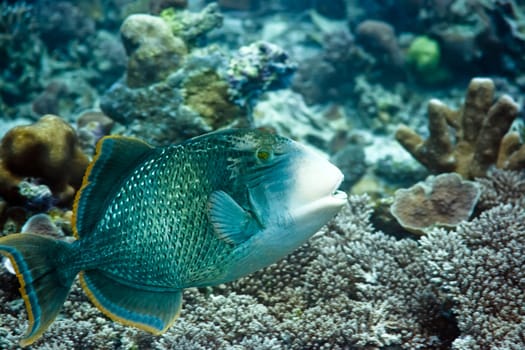 Tropical fish Triggerfish. Maldives. Indian ocean. Addu atoll.