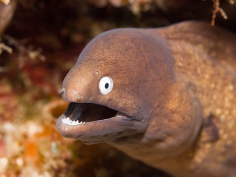 Moray showing teeth underwater. Danger concept. Sipadan