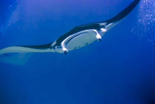 Manta ray. Maldives. Indian ocean. Addu atoll.