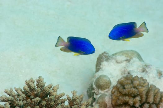 Couple of tropical fishes. Maldives. Indian ocean. Addu atoll.