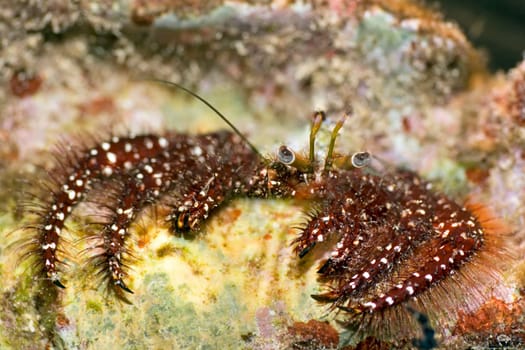 Crab in shell (Dardanus megistos). Maldives. Indian ocean. Addu atoll.