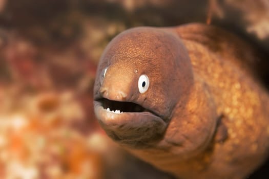 Moray showing teeth underwater. Danger concept. Sipadan