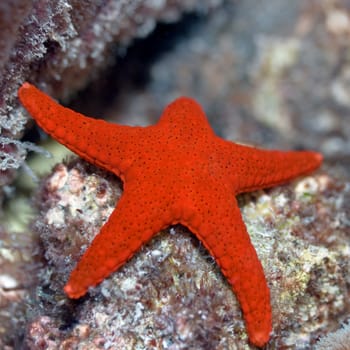 Red starfish (Fromia elegans). Maldives. Indian ocean. Addu atoll.