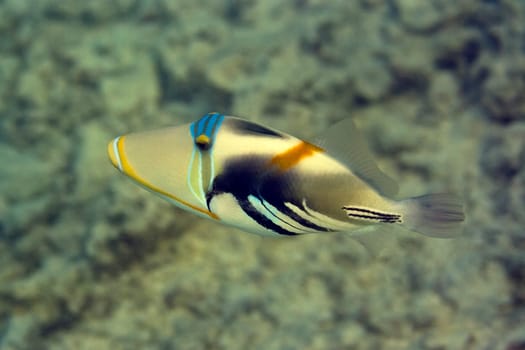 Tropical fish Picasso Triggerfish (Gabulhi Rondu). Maldives. Indian ocean. Addu atoll.