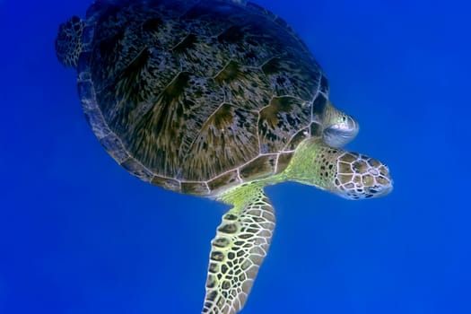 Imbricated Turtle (Eretmochelus imbricata) close-up. Maldives. Indian ocean. Addu atoll.
