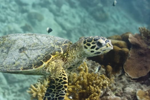 Imbricated Turtle (Eretmochelus imbricata) close-up. Maldives. Indian ocean. Addu atoll.